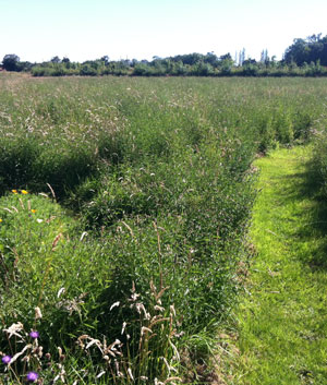 Film natuurbegraven