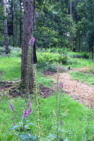 Film natuurbegraven