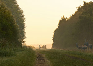 Natuurbegraafplaats Drenthe