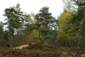 Natuurbegraven Emst