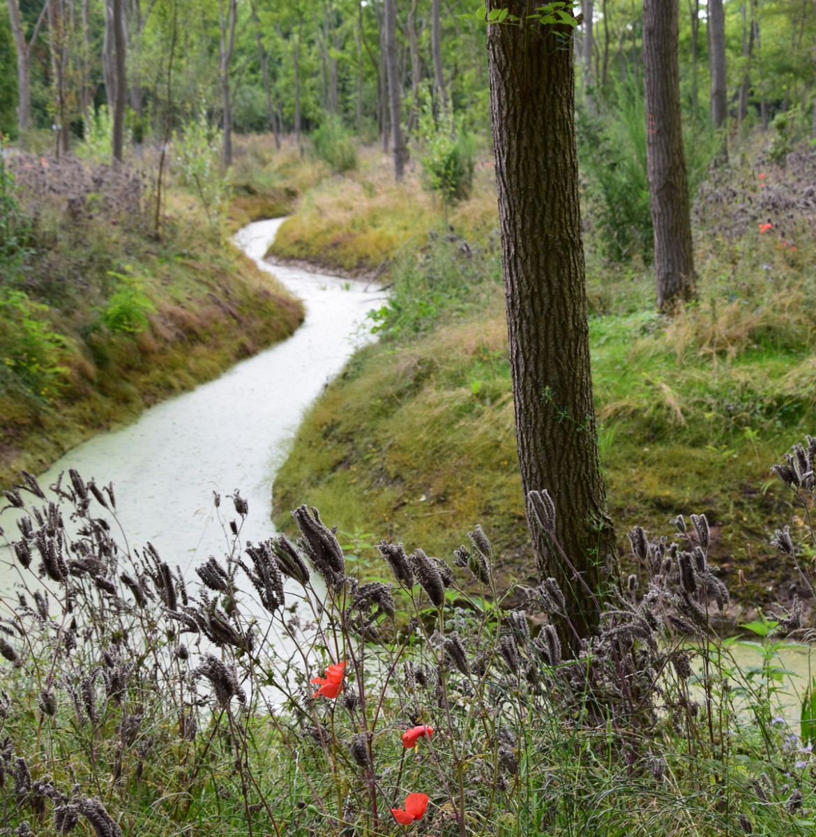 Natuurbegraven - natuurbegraafplaats Fryslan