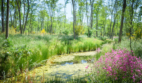 Natuurbegraafplaats Bremer Wildernis