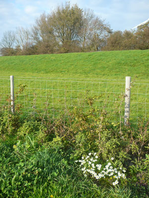 Monitoring Geervliet